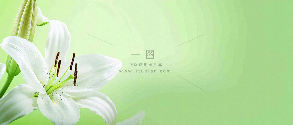 白色鲜花百合花鲜花意境简约，教师节淡雅摄影图