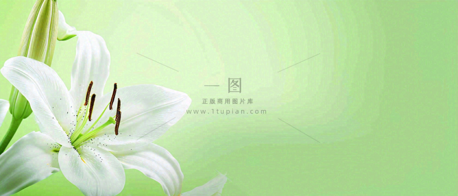 白色鲜花百合花鲜花意境简约,教师节淡雅摄影图 白色鲜花百合花鲜花意境简约,教师节淡雅摄影图