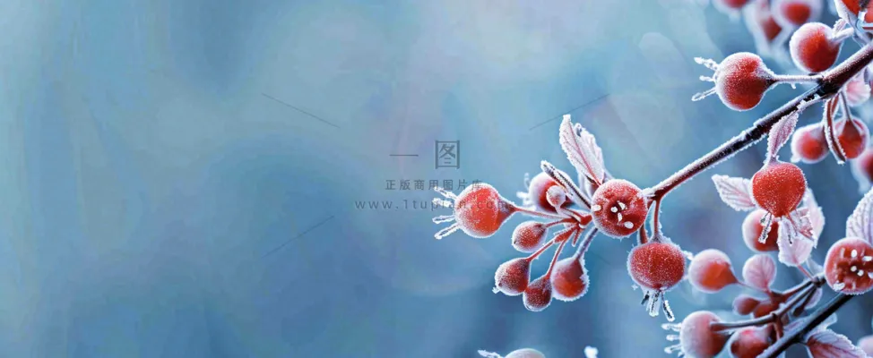 冬天冰天雪地红色果实上的白雪霜降小寒大寒摄影图