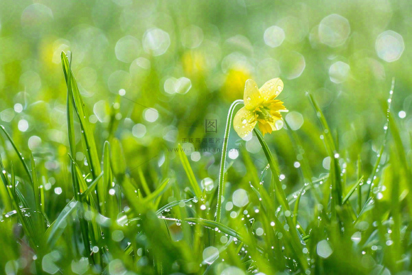 春天草丛里盛开的小黄花清晨露珠雨水谷雨摄影图