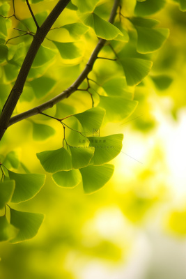 简约唯美银杏叶黄绿色背景 简约唯美银杏叶黄绿色背景