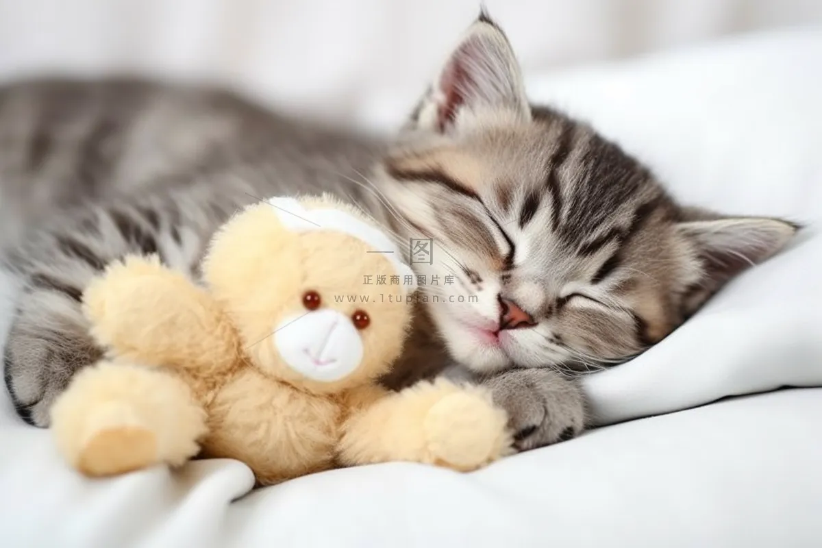 小猫咪抱着玩偶躺着床上睡觉摄影图