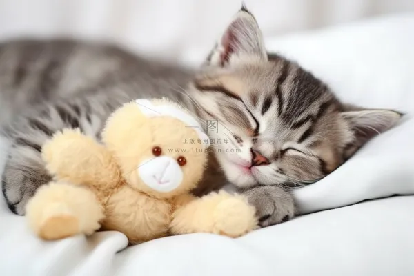 小猫咪抱着玩偶躺着床上睡觉摄影图