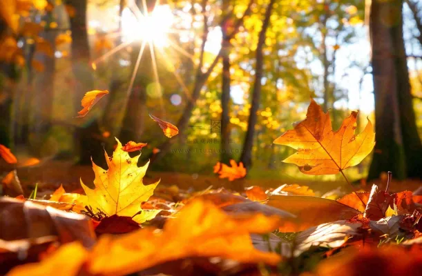 秋天森林的落叶金黄阳光透过树叶温暖秋分立秋处暑摄影图