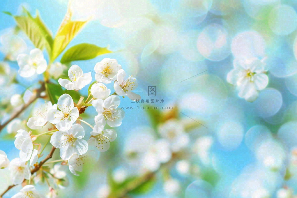 白花梨花花朵春意蓝天背景春分立春惊蛰摄影图
