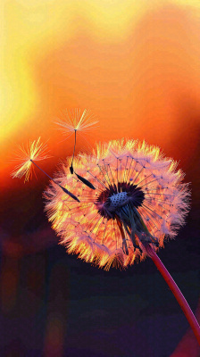 春天落日户外分散种子蒲公英夕阳晚霞摄影图