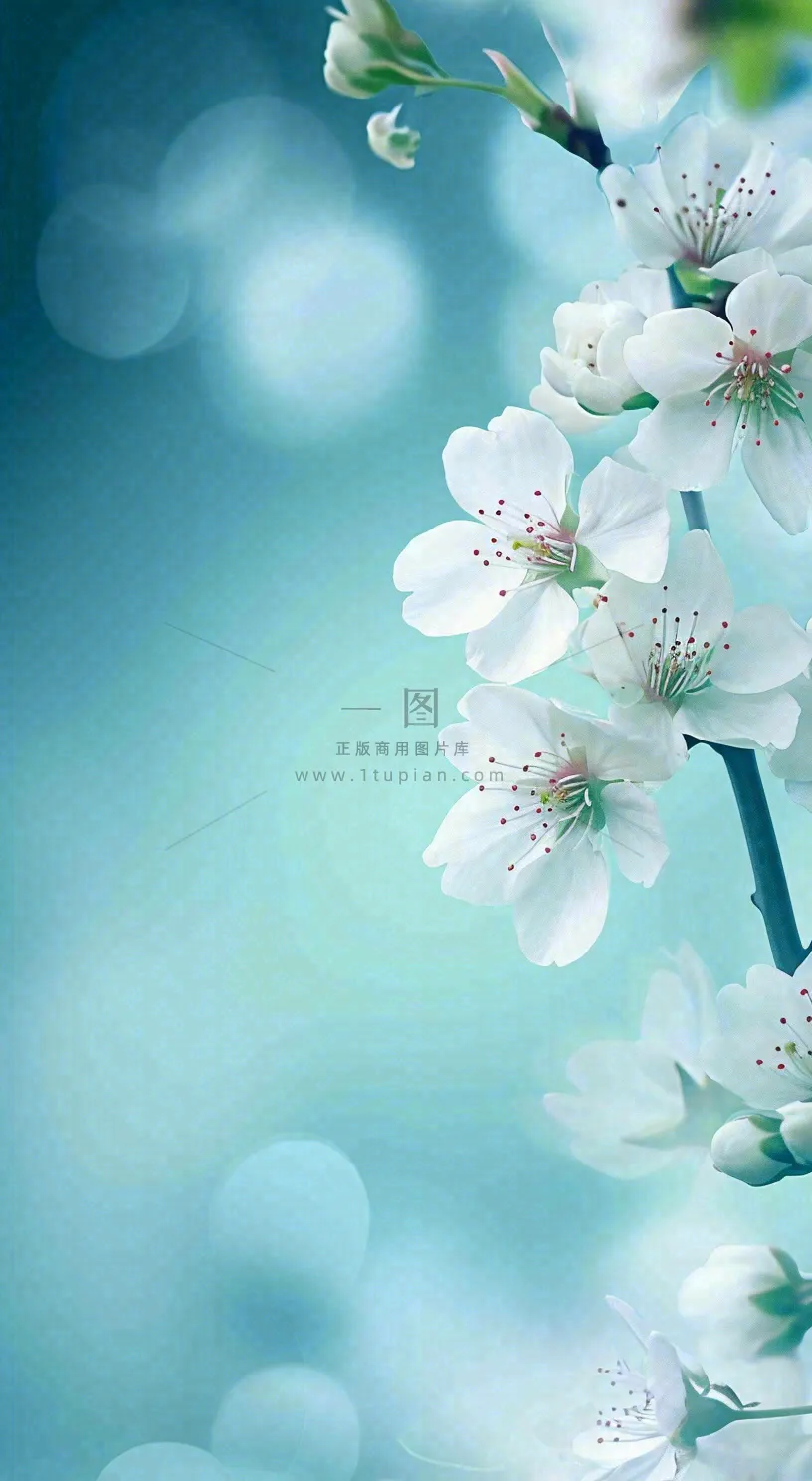 春天浪漫白色樱花花朵,立春春分摄影图