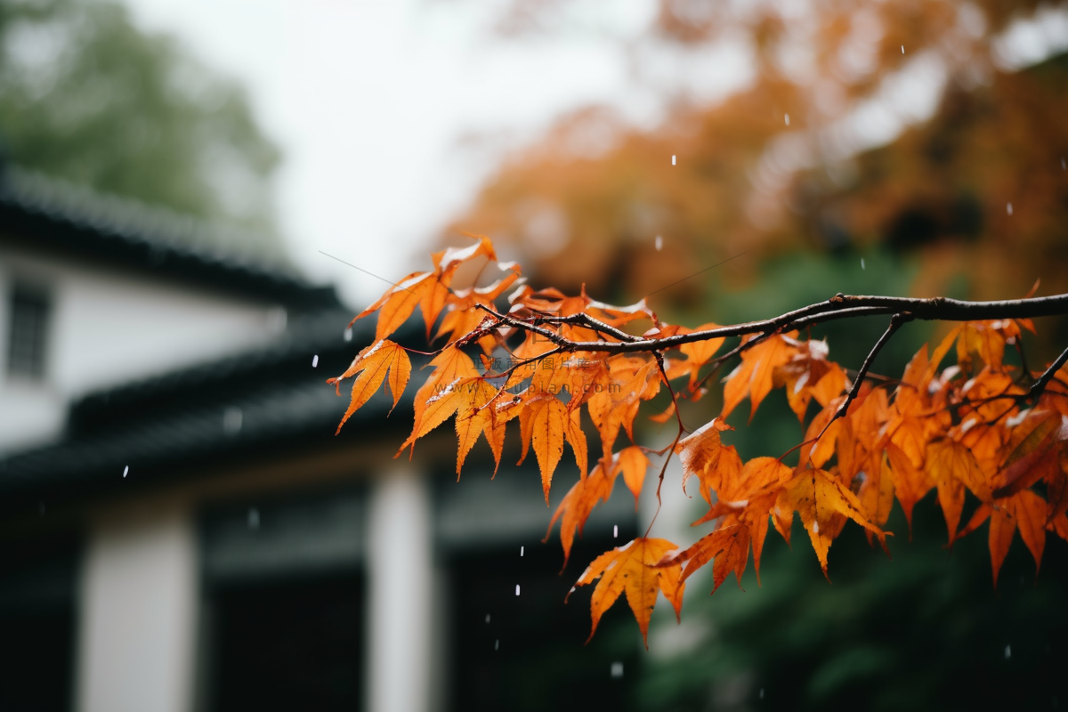 秋末雨过红枫叶苏州庭院风景摄影图