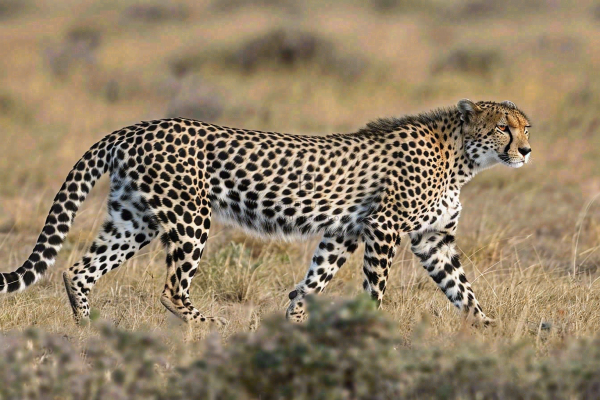 草原上的猎豹国家保护动物非洲摄影图