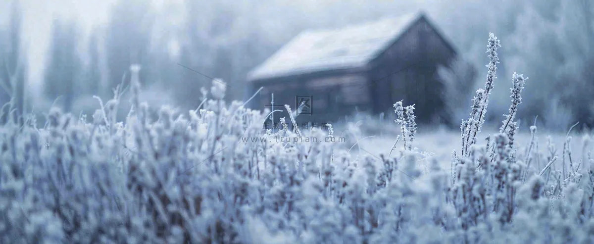 冬天植物森林里的木屋白雪覆盖小寒小雪摄影图