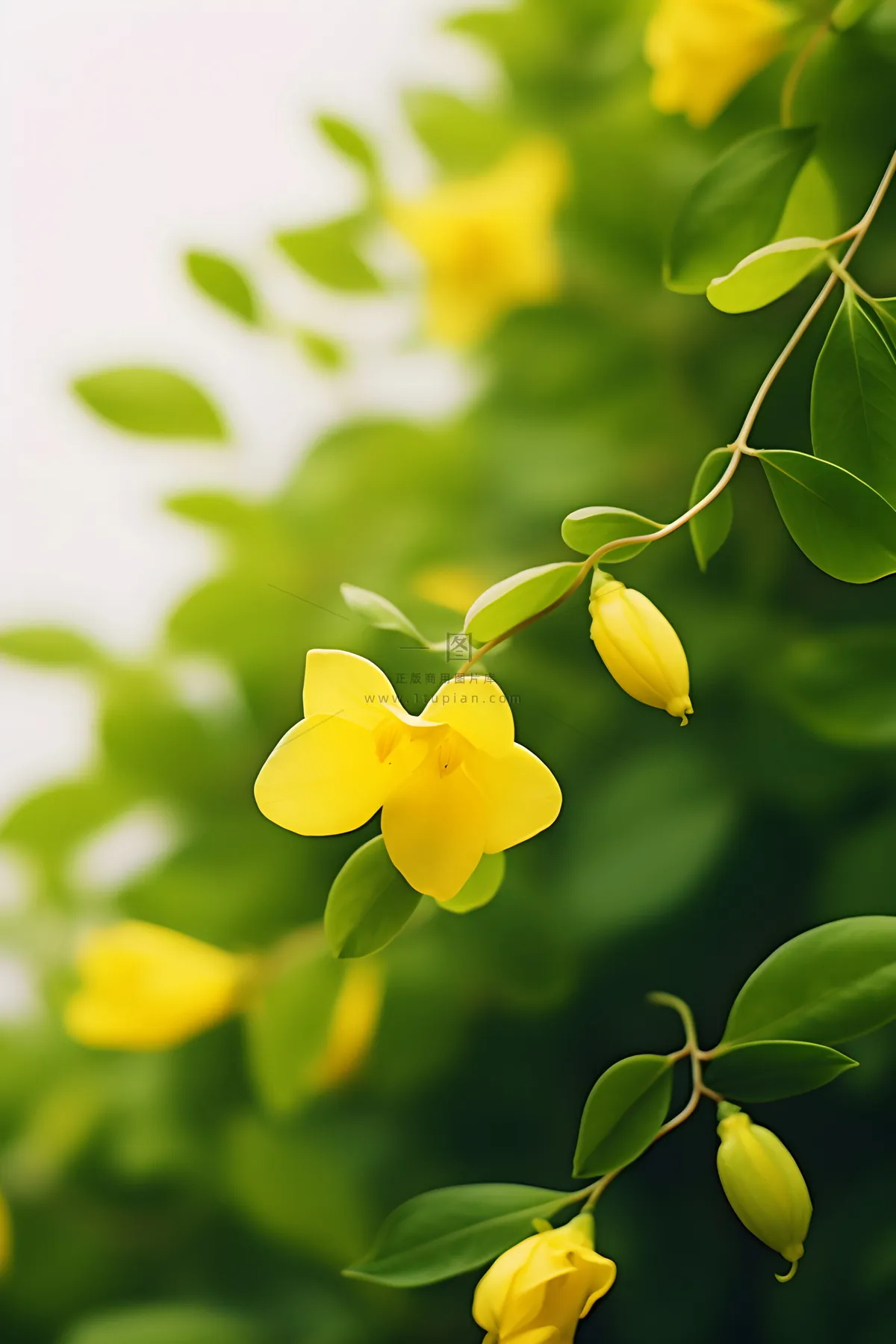 花朵黄色简约背景