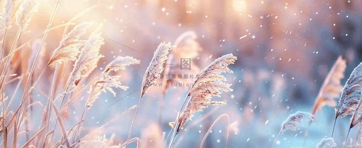 冬天下雪天的芦苇荡夕阳晚霞小雪大雪摄影图