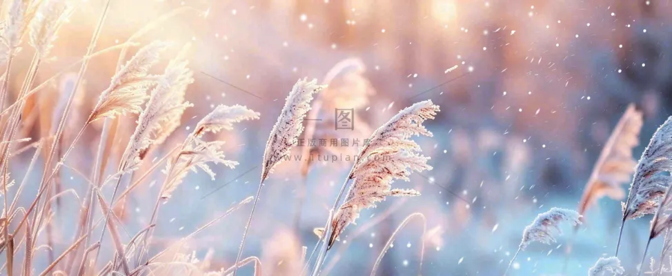 冬天下雪天的芦苇荡夕阳晚霞小雪大雪摄影图