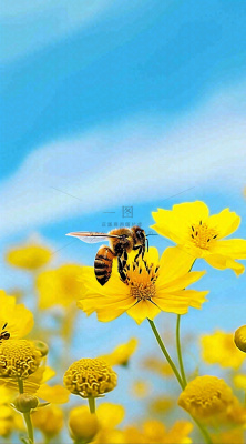 清新春天蓝天花丛黄色小花朵蜜蜂，春分摄影图