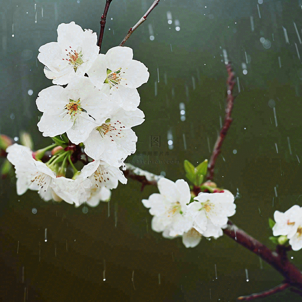 春天雨天白色花朵,雨水谷雨摄影图