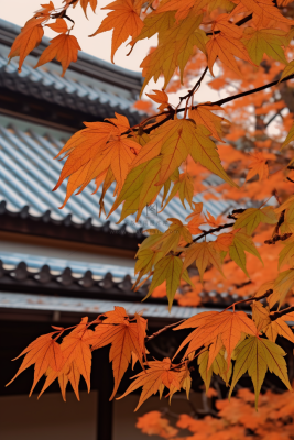 秋末雨过红枫叶苏州庭院风景摄影图