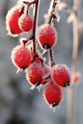 冬季冰雪覆盖红色果实上雾凇摄影图