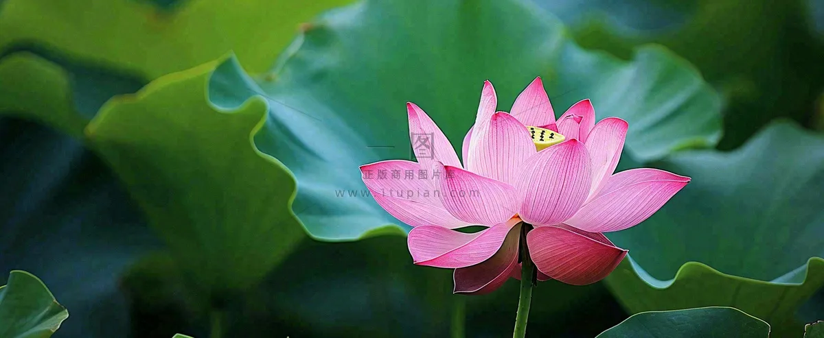 夏天荷塘盛开荷花荷叶绿色清新，夏至立夏大暑小暑处暑摄影图
