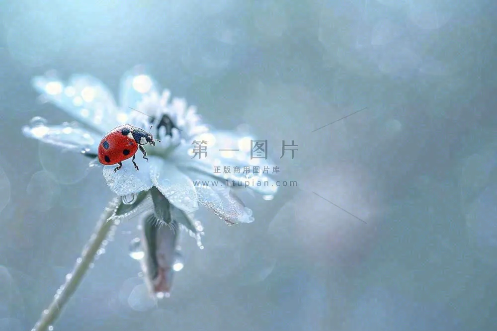 下雨天白色花朵上的七星瓢虫昆虫春天雨水谷雨摄影图