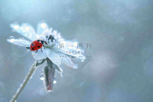 下雨天白色花朵上的七星瓢虫昆虫春天雨水谷雨摄影图 下雨天白色花朵上的七星瓢虫昆虫春天雨水谷雨摄影图