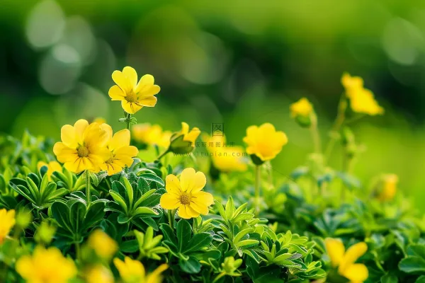 春天黄色小花朵绿色草丛摄影图