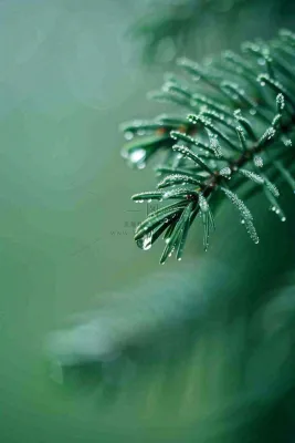 松针树树枝露珠雨滴青色雨水谷雨雨季摄影图