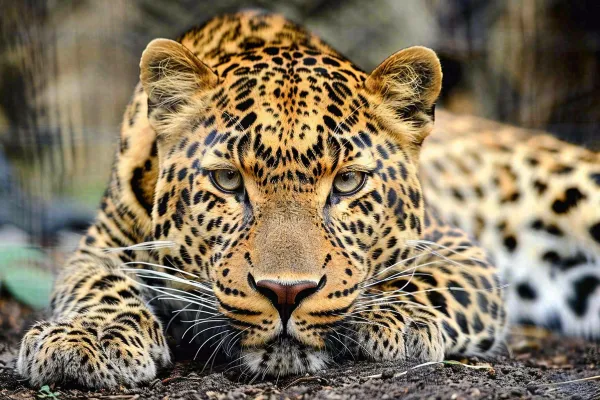 猎豹趴着休息的动物保护动物摄影图