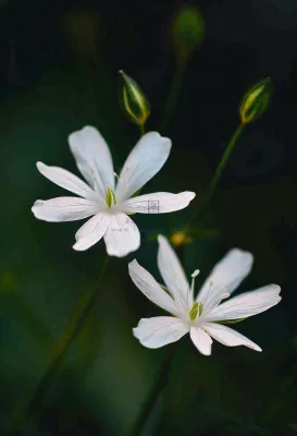 春天盛开的小白花小清新立春春分摄影图 春天盛开的小白花小清新立春春分摄影图