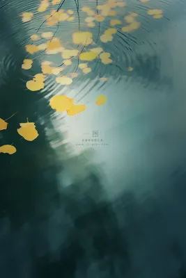 黄色秋叶树叶水面清新节气海报背景 黄色秋叶树叶水面清新节气海报背景