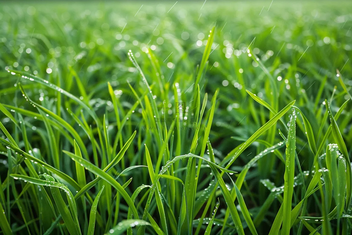 春天梅雨季的草地嫩草露珠摄影图