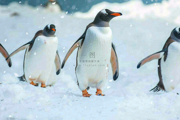 冰雪天地的企鹅寒冷动物摄影图