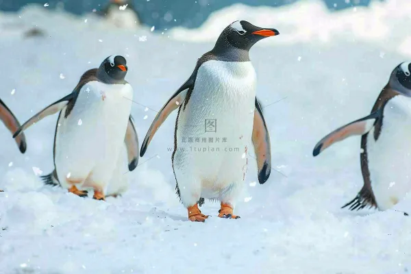 冰雪天地的企鹅寒冷动物摄影图