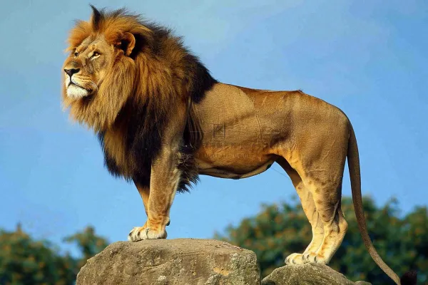 狮子站在石头上的雄狮保护动物非洲蓝天背景摄影图