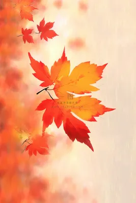 秋叶橙红色意境大气背景 秋叶橙红色意境大气背景