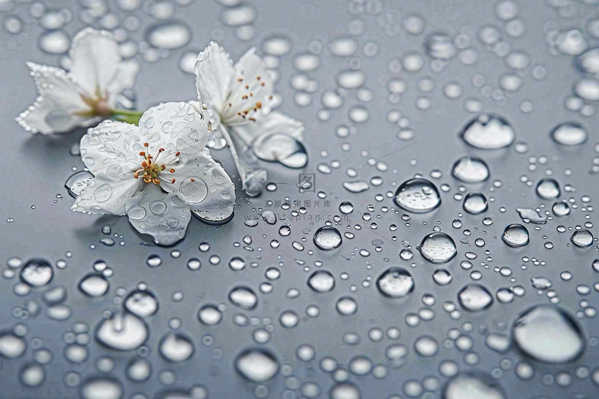 雨天掉落的白色花朵雨水谷雨寒露摄影图