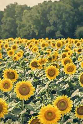 向日葵向阳生长鲜花摄影图