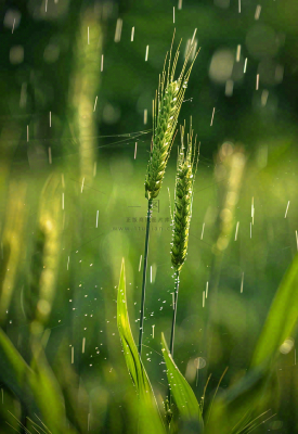 春天雨天绿色小麦麦穗粮食小满摄影图