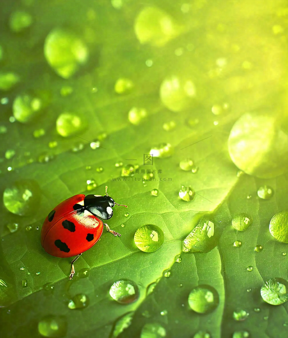 春天夏天七星瓢虫动物昆虫在绿叶上，谷雨立夏夏至小暑摄影图