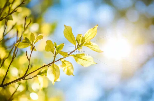 阳光下的绿叶枝头树摄影图