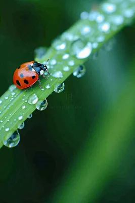 春夏雨天雨水七星瓢虫叶子，昆虫，小暑大暑白露雨水谷雨摄影图
