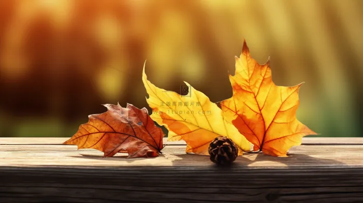 秋天掉落在公园长椅上的黄色枫叶松果摄影图