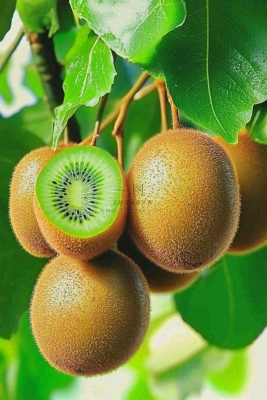 新鲜水果猕猴桃摄影图
