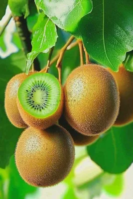 新鲜水果猕猴桃摄影图