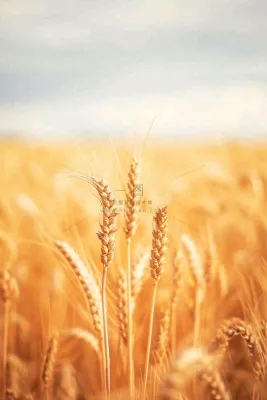 秋天收获小麦收割落日，秋分芒种小满粮食摄影图