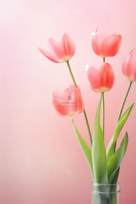 感恩鲜花郁金香粉色海报背景 感恩鲜花郁金香粉色海报背景