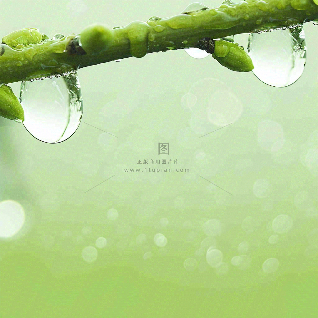 清新绿色春天绿芽叶子雨水露珠,春分谷雨摄影图