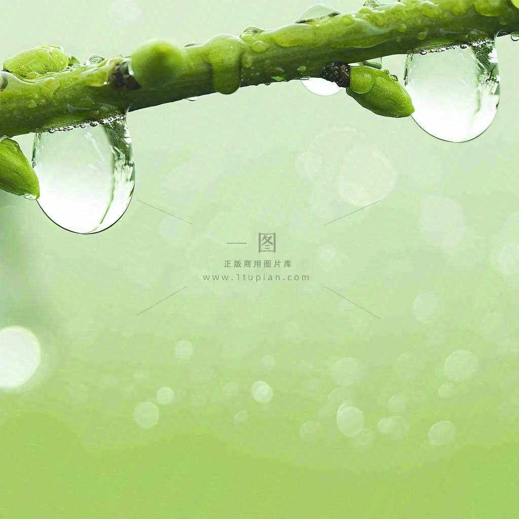 清新绿色春天绿芽叶子雨水露珠，春分谷雨摄影图