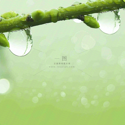 清新绿色春天绿芽叶子雨水露珠,春分谷雨摄影图 清新绿色春天绿芽叶子雨水露珠,春分谷雨摄影图