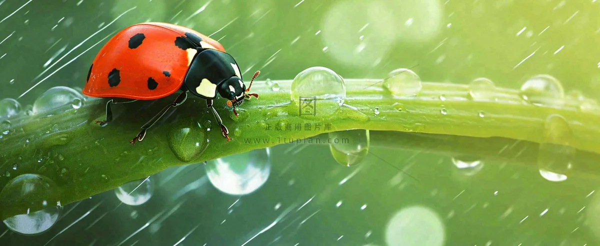 春天雨水叶子绿叶上的七星瓢虫，虫类，谷雨春分摄影图