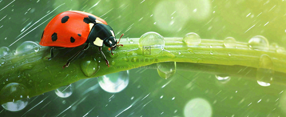 春天雨水叶子绿叶上的七星瓢虫,虫类,谷雨春分摄影图 春天雨水叶子绿叶上的七星瓢虫,虫类,谷雨春分摄影图